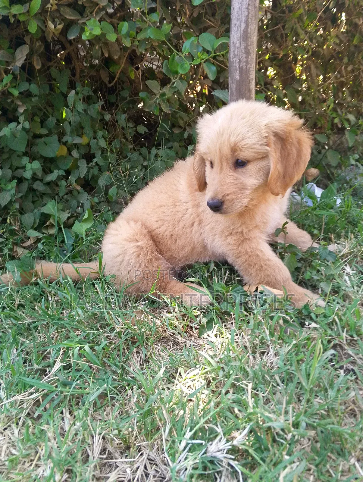 1-3 months Female Purebred Golden Retriever