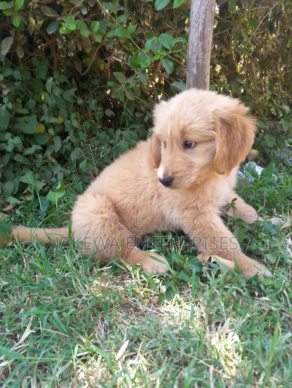 1-3 months Female Purebred Golden Retriever