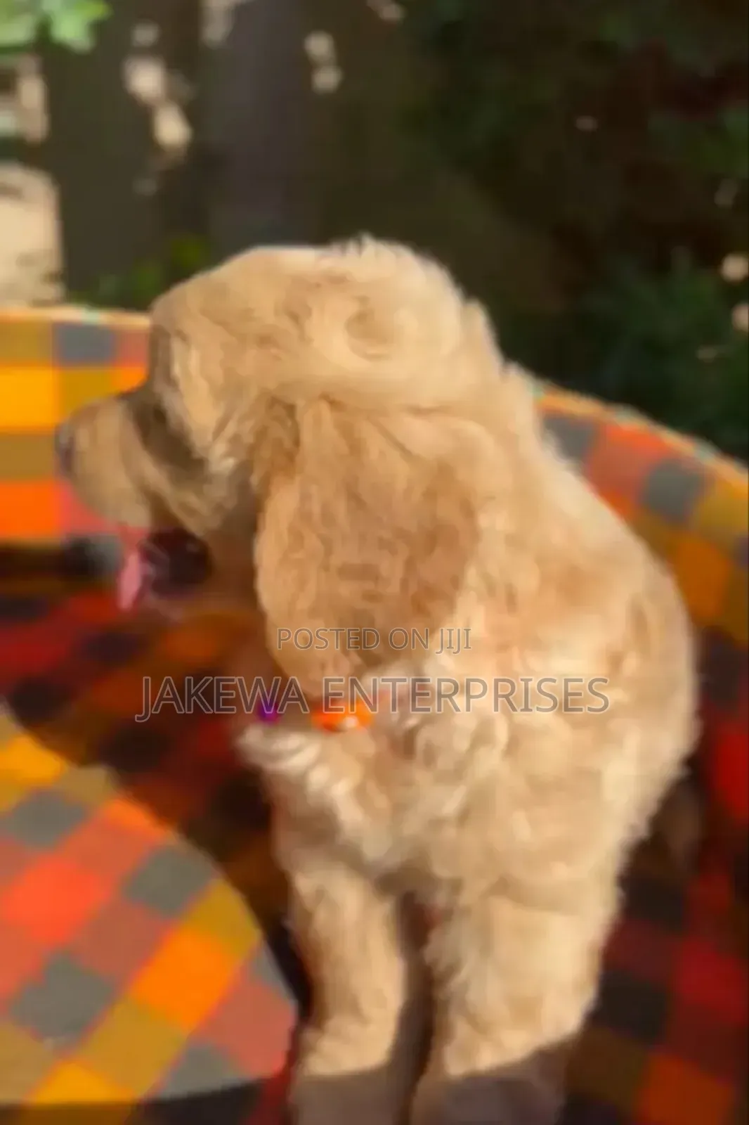 1-3 months Male Purebred Golden Retriever