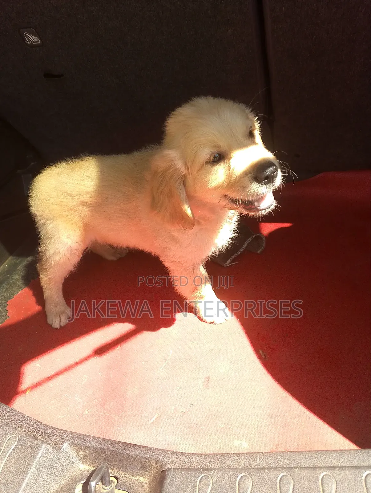 1-3 months Male Purebred Golden Retriever