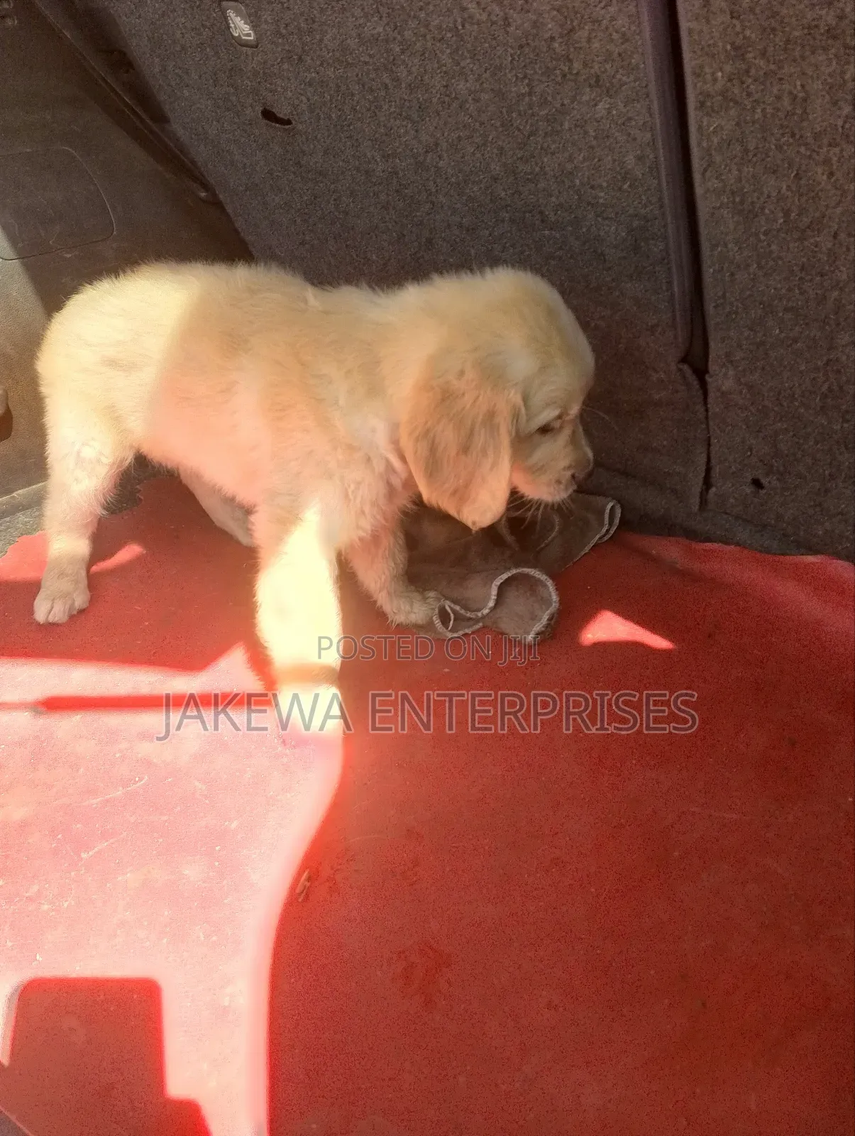 1-3 months Male Purebred Golden Retriever