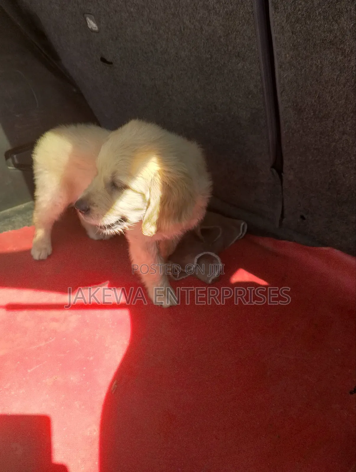 1-3 months Female Purebred Golden Retriever
