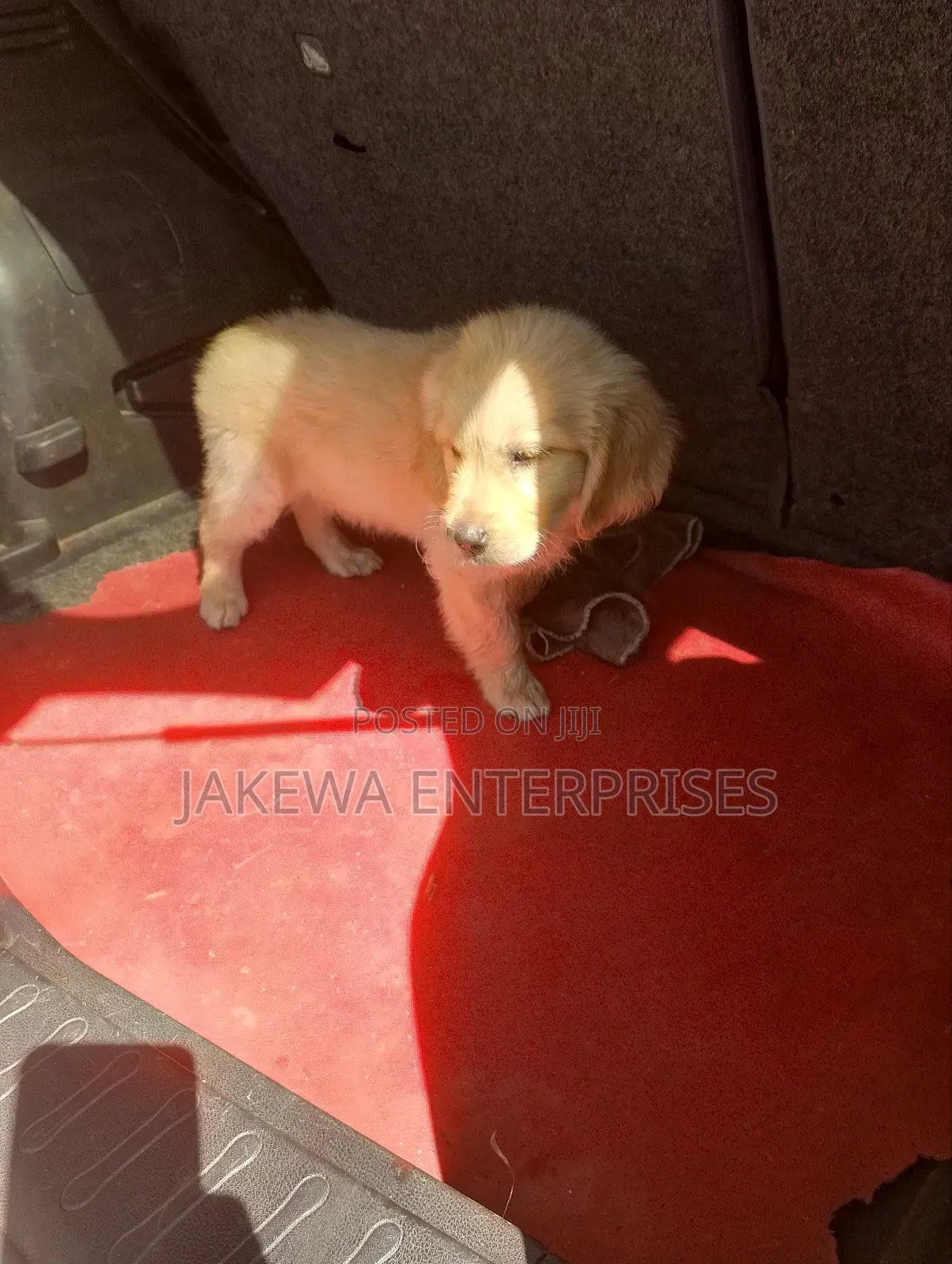 1-3 months Female Purebred Golden Retriever
