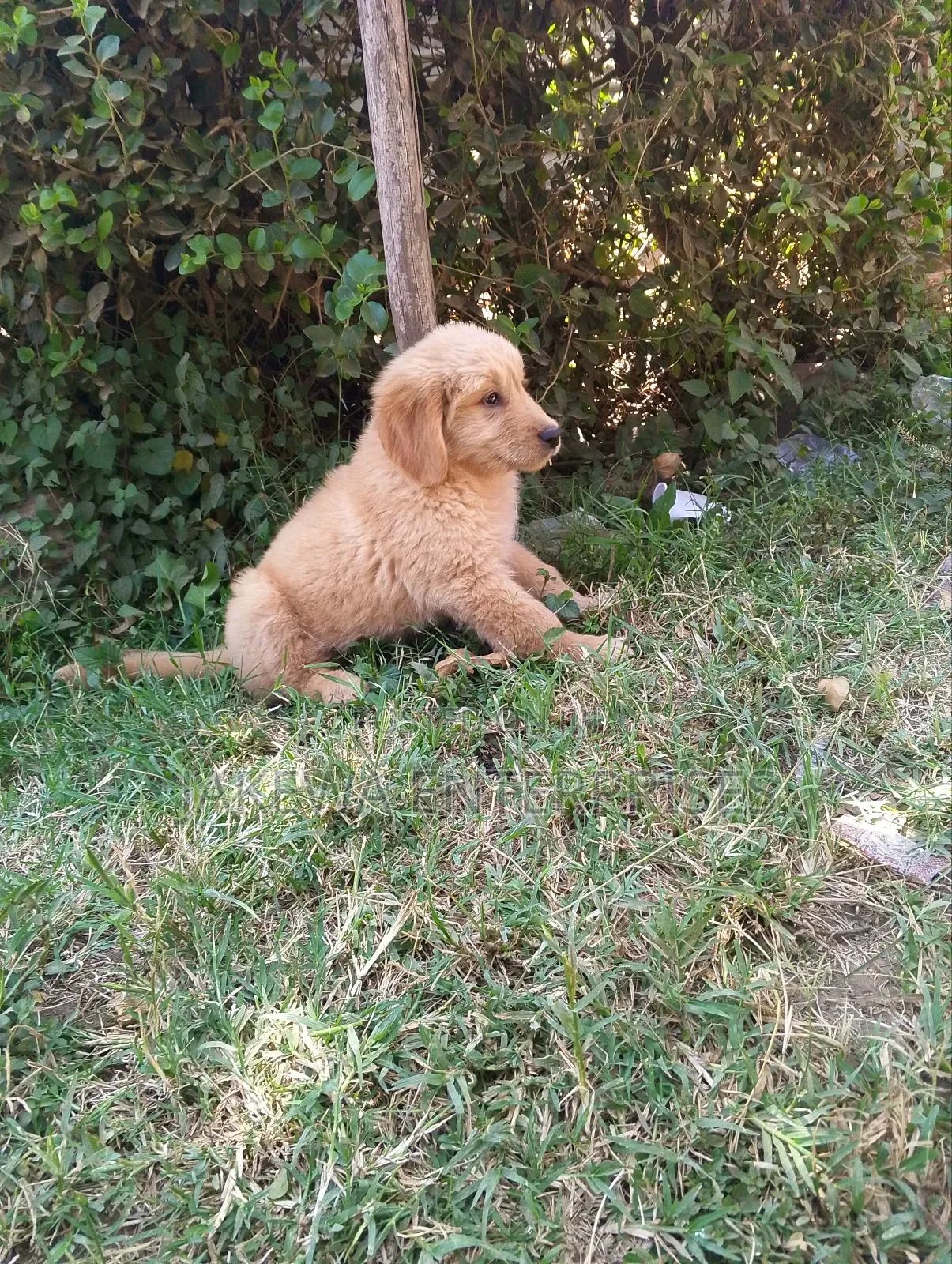 1-3 months Male Purebred Golden Retriever