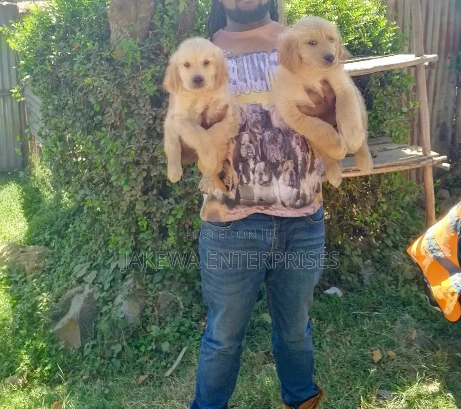 1-3 months Male Purebred Golden Retriever