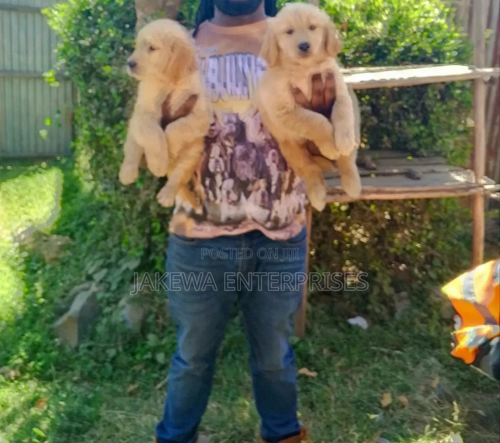 1-3 months Male Purebred Golden Retriever
