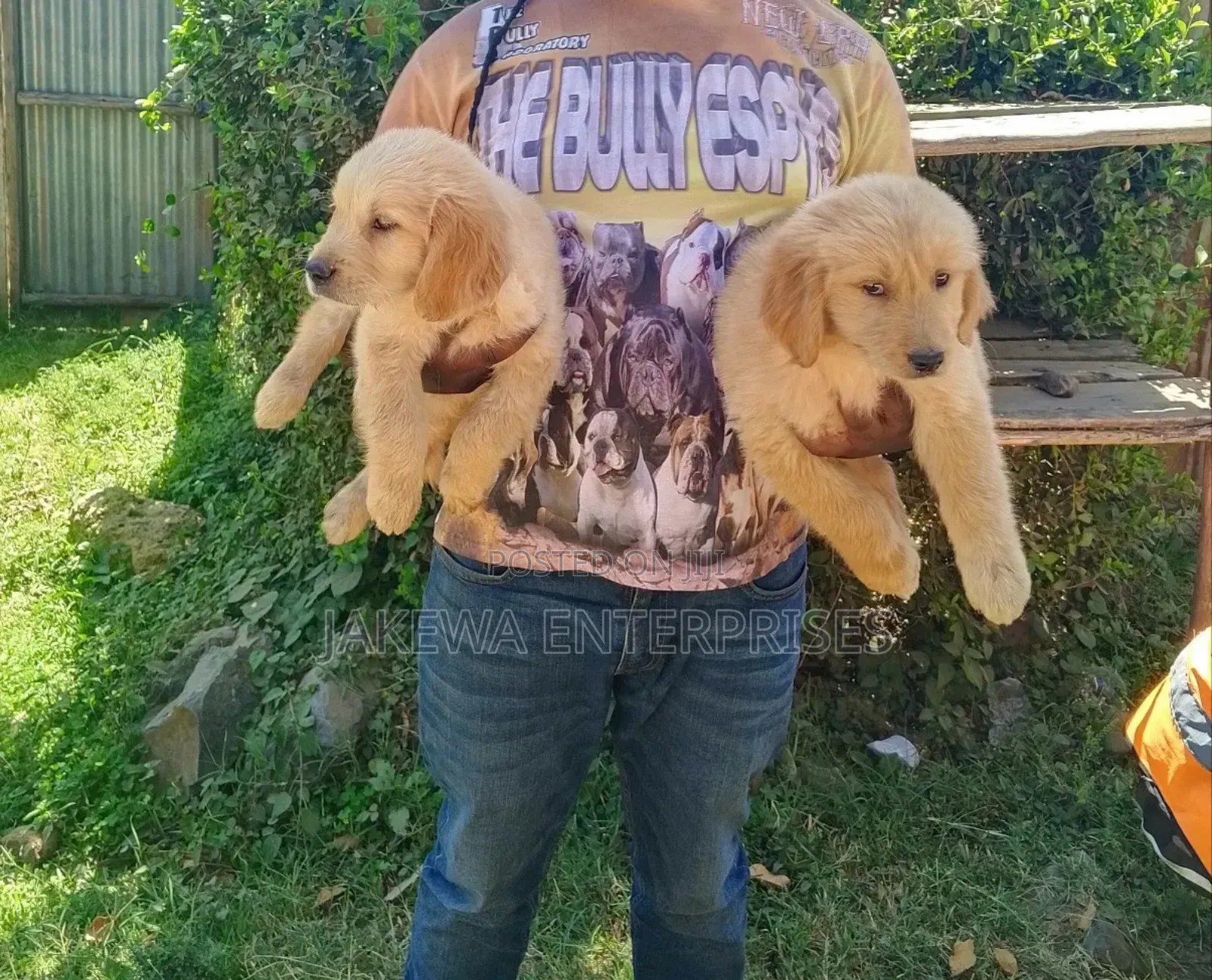 1-3 months Male Purebred Golden Retriever