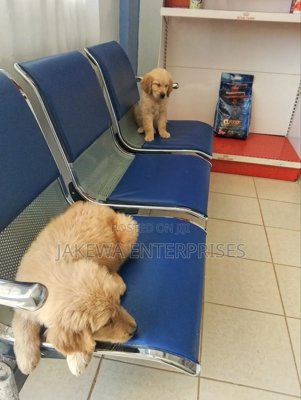 1-3 months Male Purebred Golden Retriever