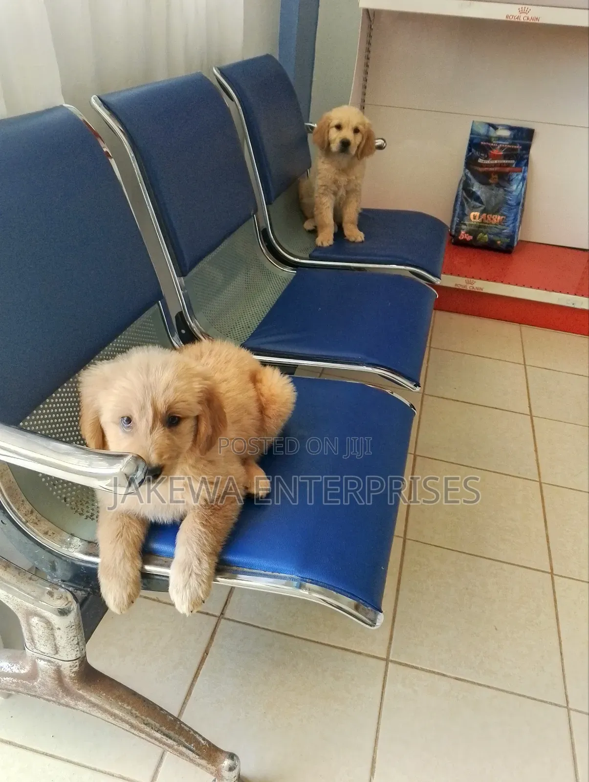 1-3 months Male Purebred Golden Retriever