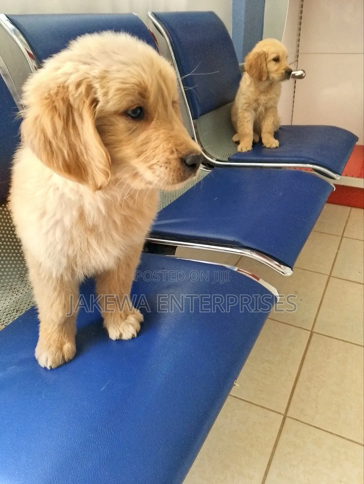 1-3 months Male Purebred Golden Retriever