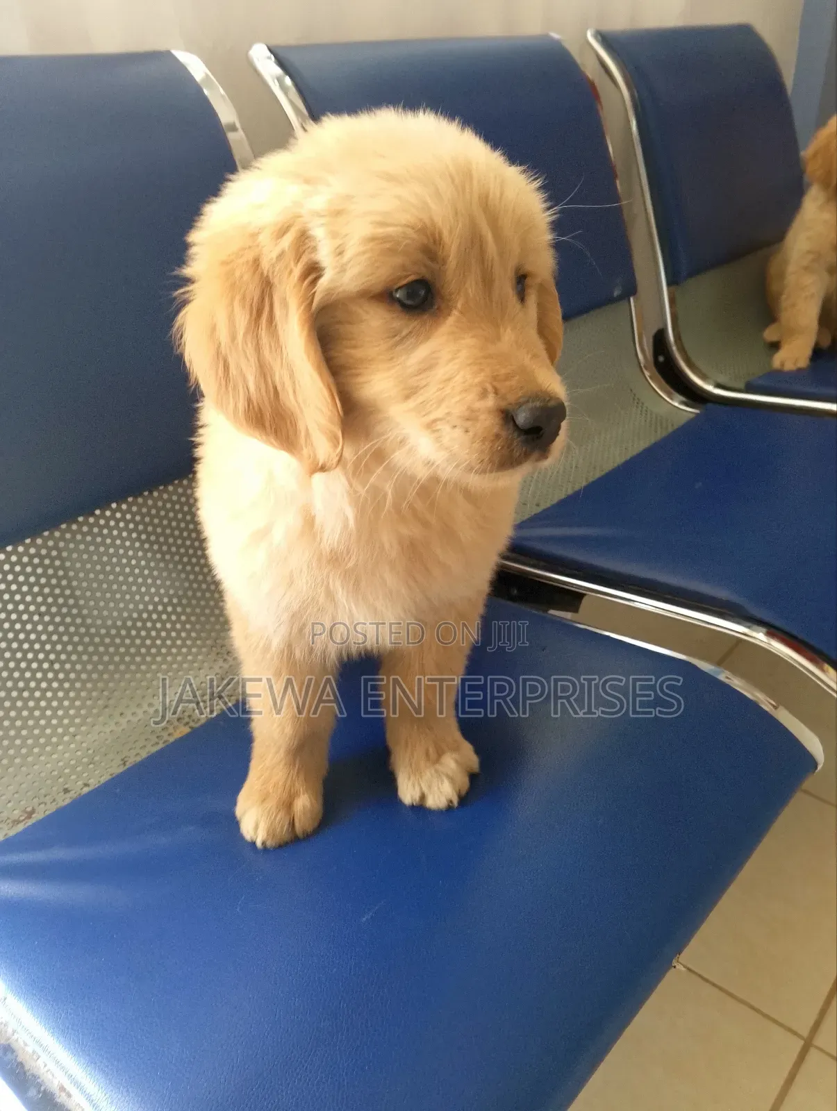 1-3 months Male Purebred Golden Retriever