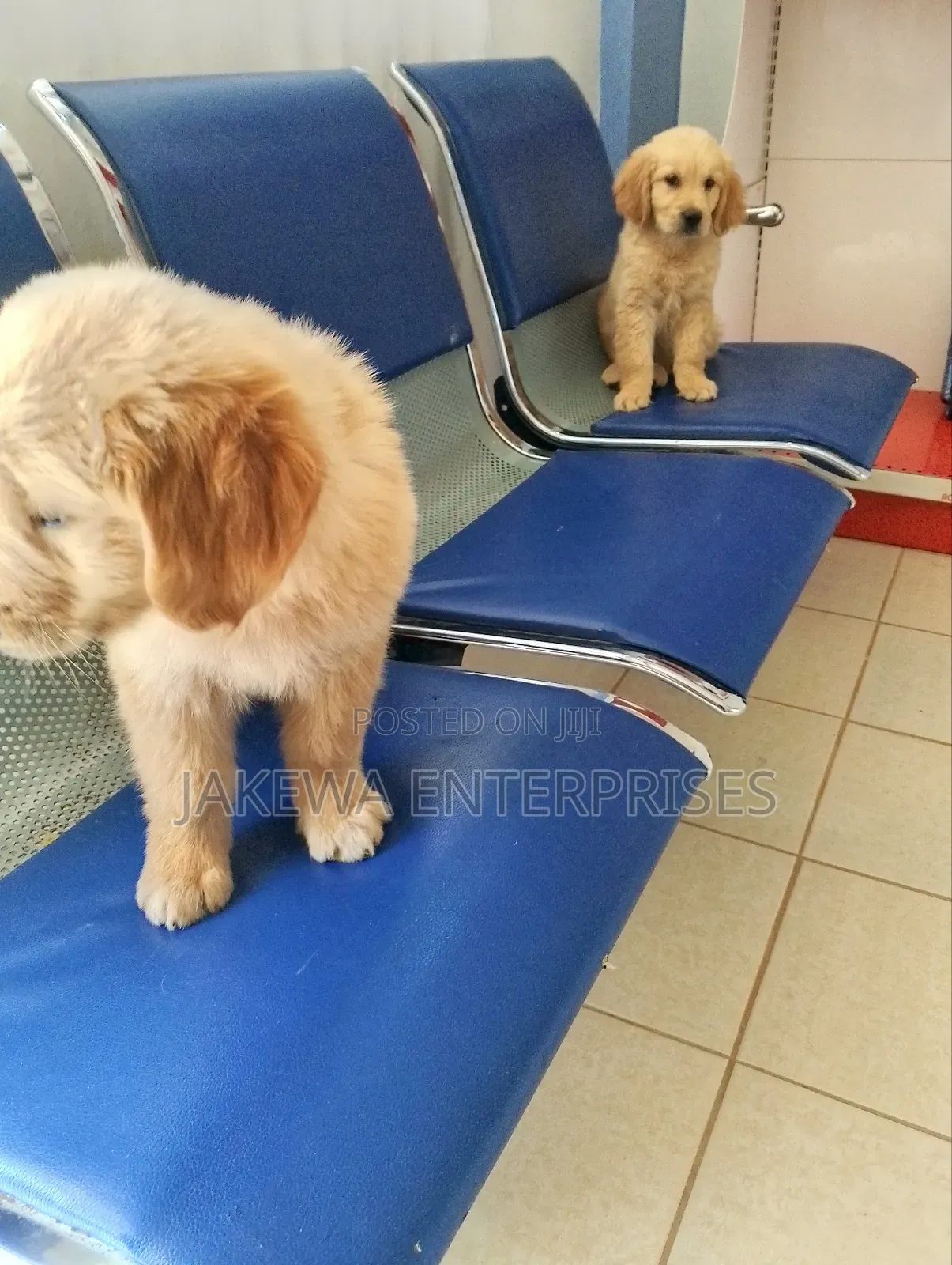 1-3 months Male Purebred Golden Retriever