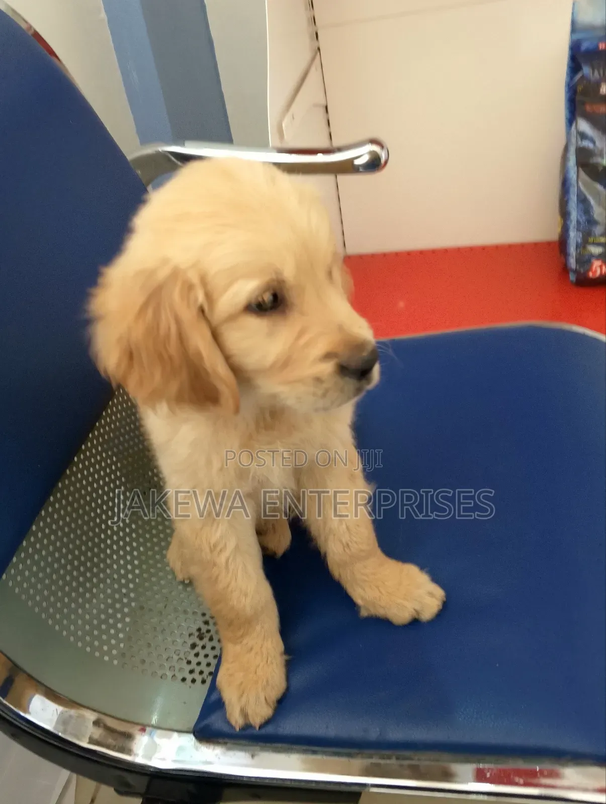 1-3 months Female Purebred Golden Retriever