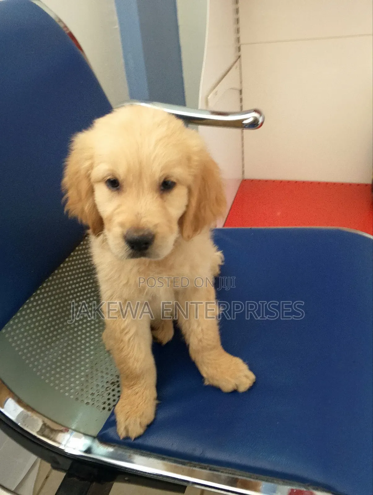 1-3 months Male Purebred Golden Retriever