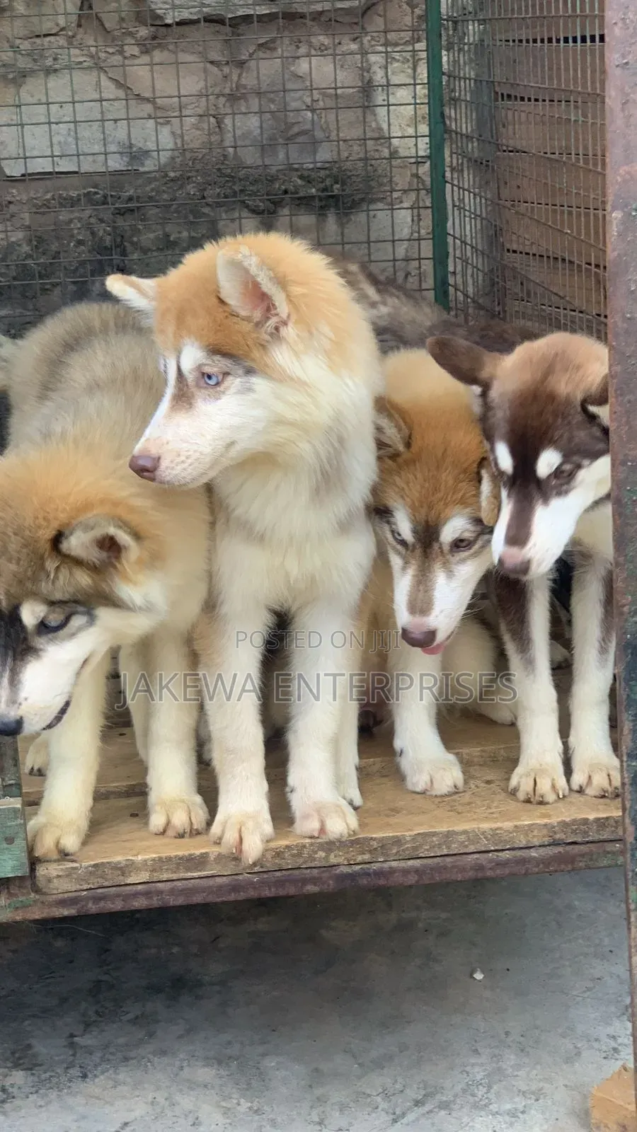 3-6 months Male Purebred Siberian Husky