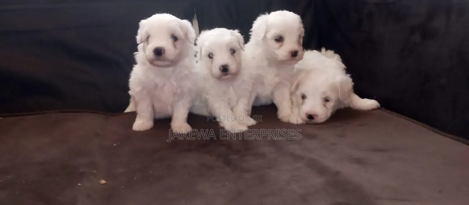 1-3 months Male Purebred Havanese