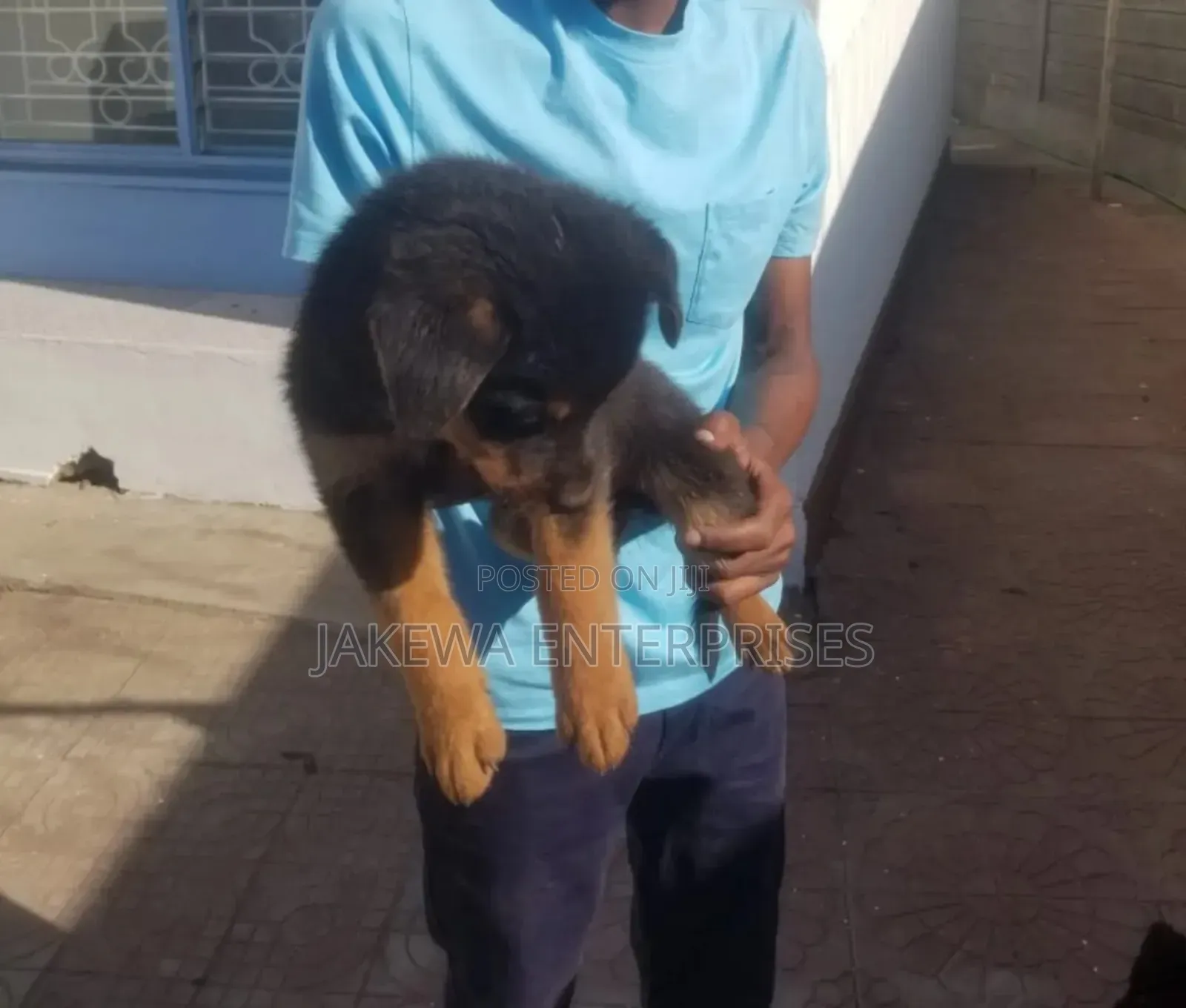 1-3 months Female Purebred Rottweiler