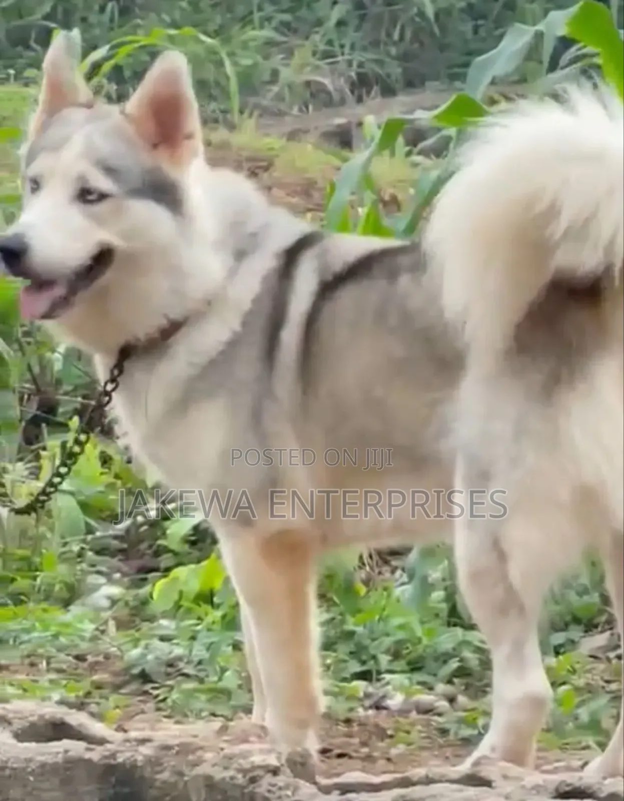 1+ year Male Purebred Siberian Husky