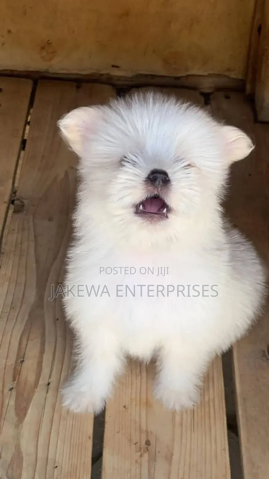 1-3 months Female Purebred Maltese