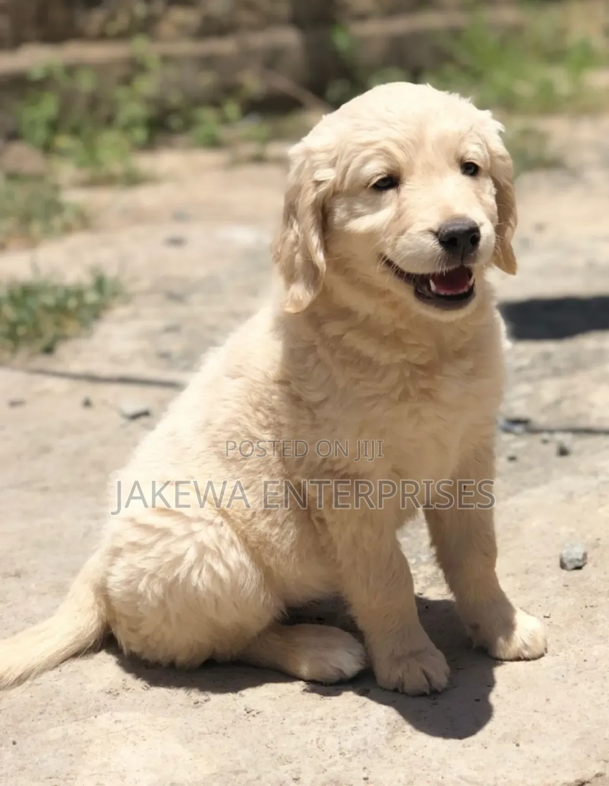 1-3 months Female Purebred Golden Retriever