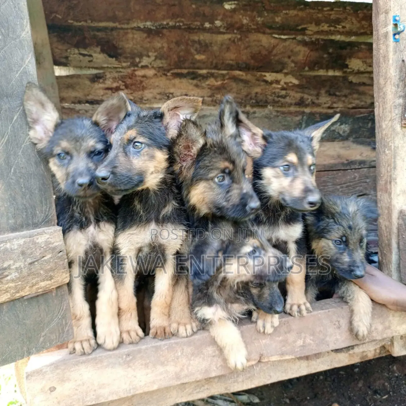 1-3 months Male Purebred German Shepherd