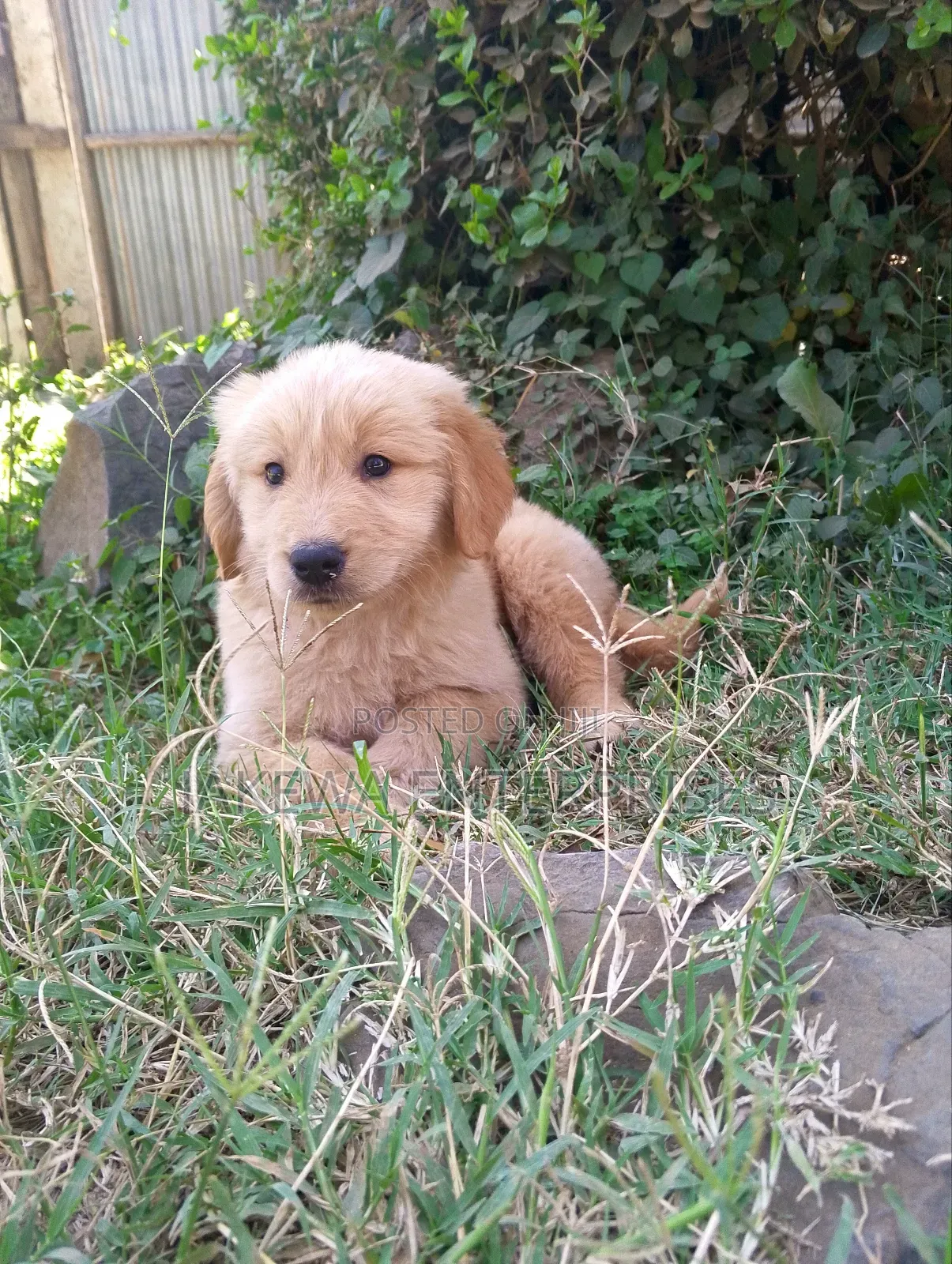 1-3 months Male Purebred Golden Retriever