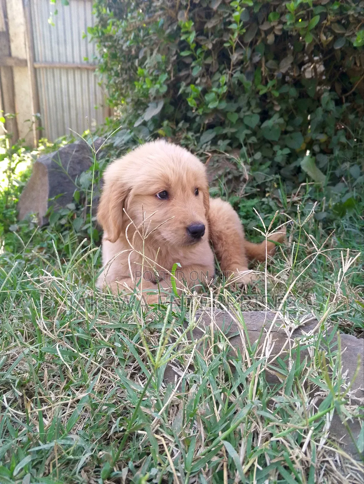 1-3 months Male Purebred Golden Retriever