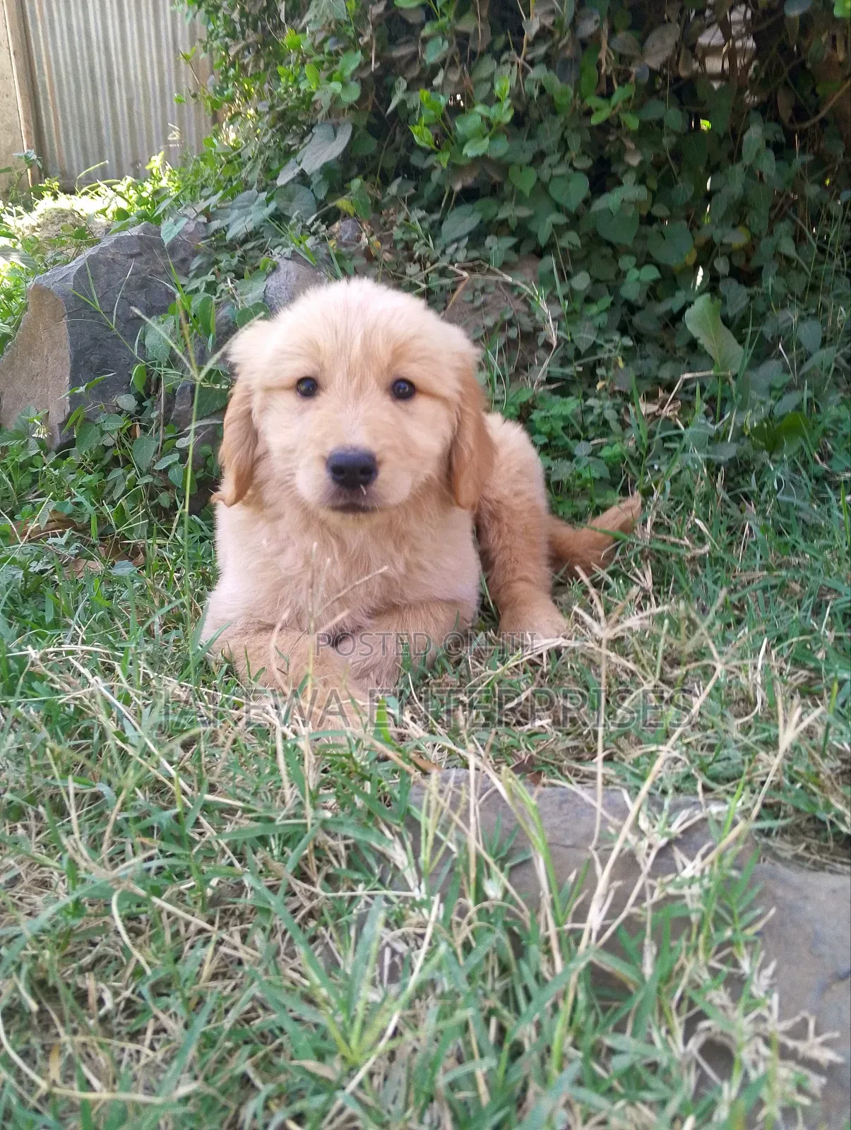 1-3 months Male Purebred Golden Retriever