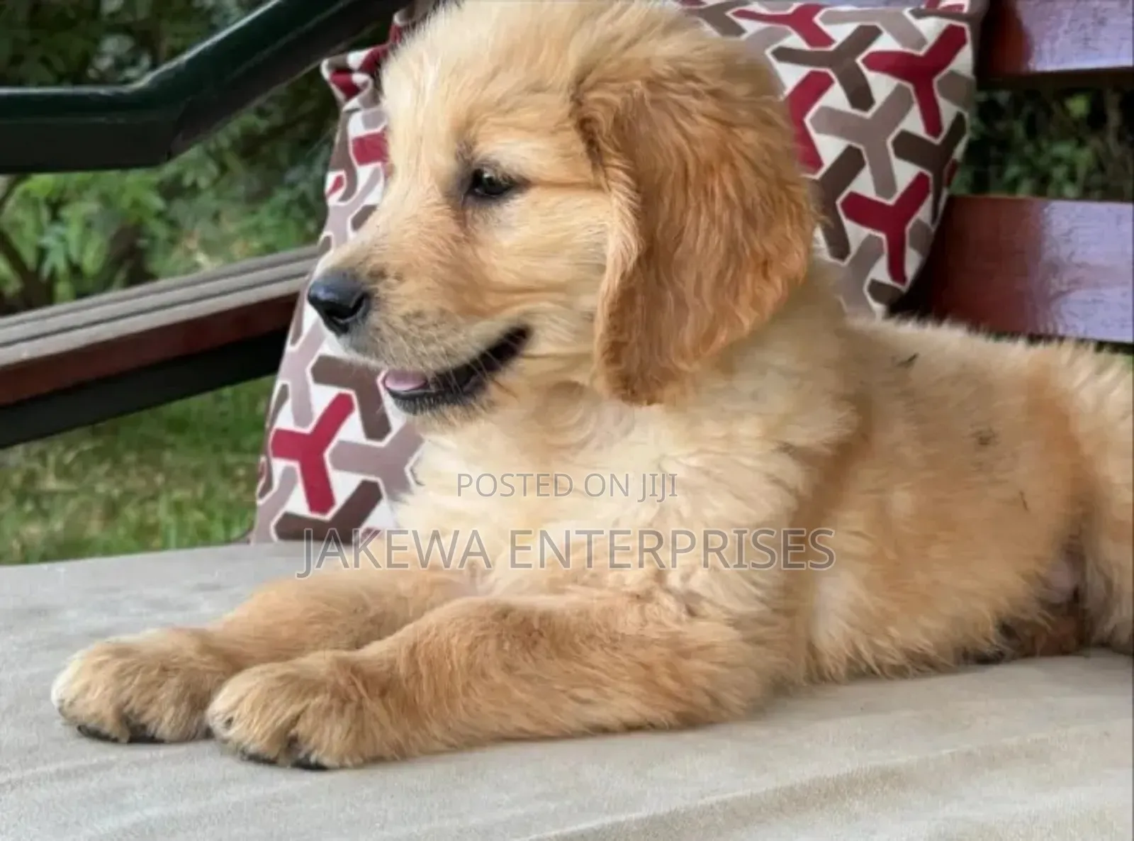 1-3 months Male Purebred Golden Retriever