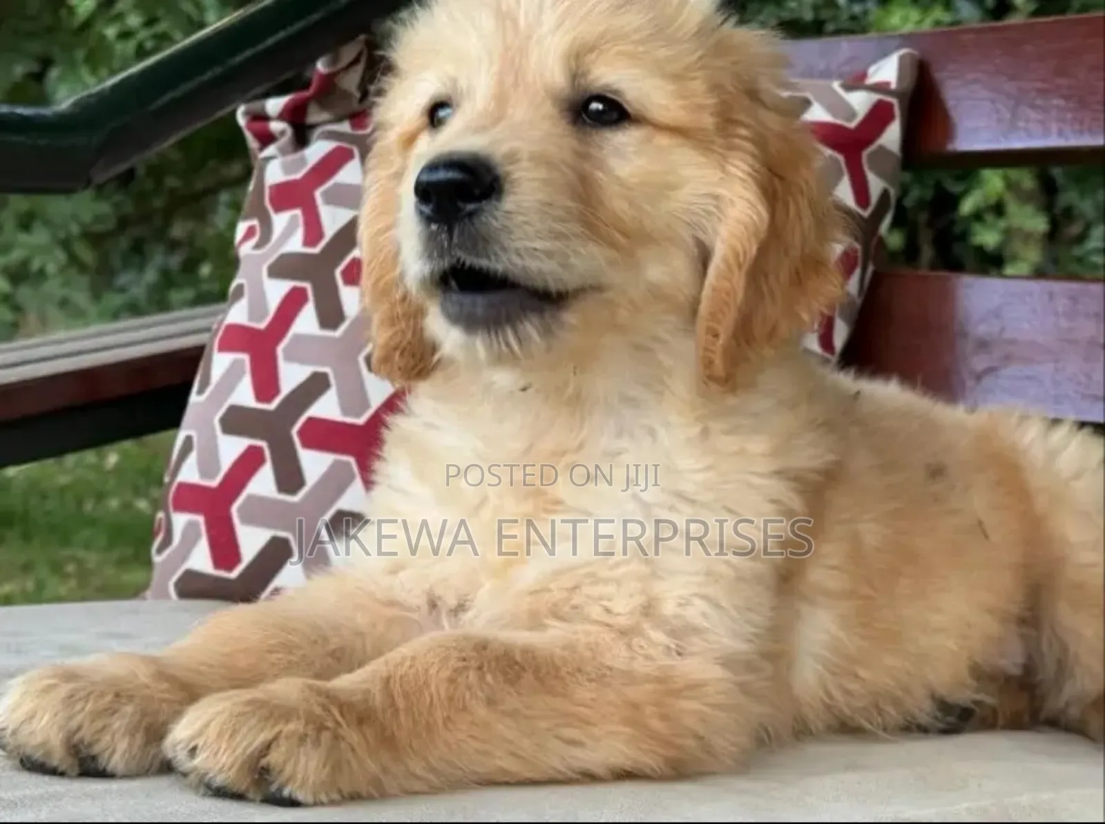 1-3 months Male Purebred Golden Retriever