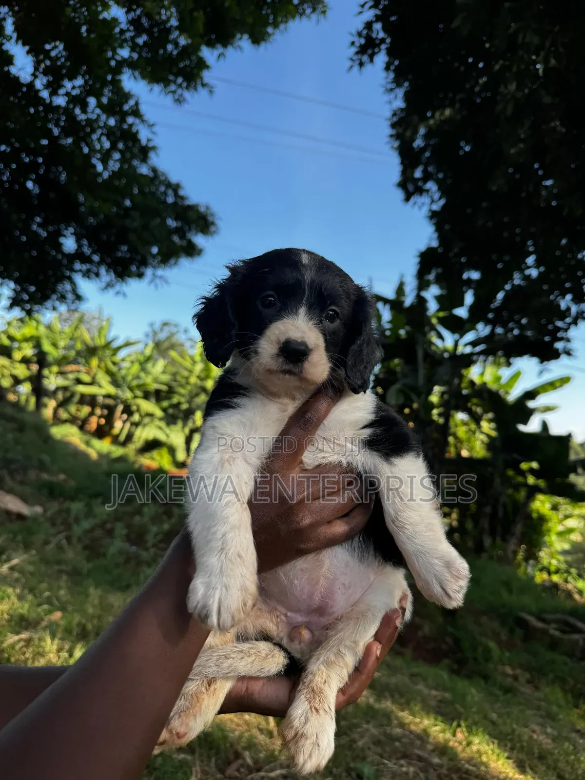 1-3 months Female Purebred English Springer Spaniel