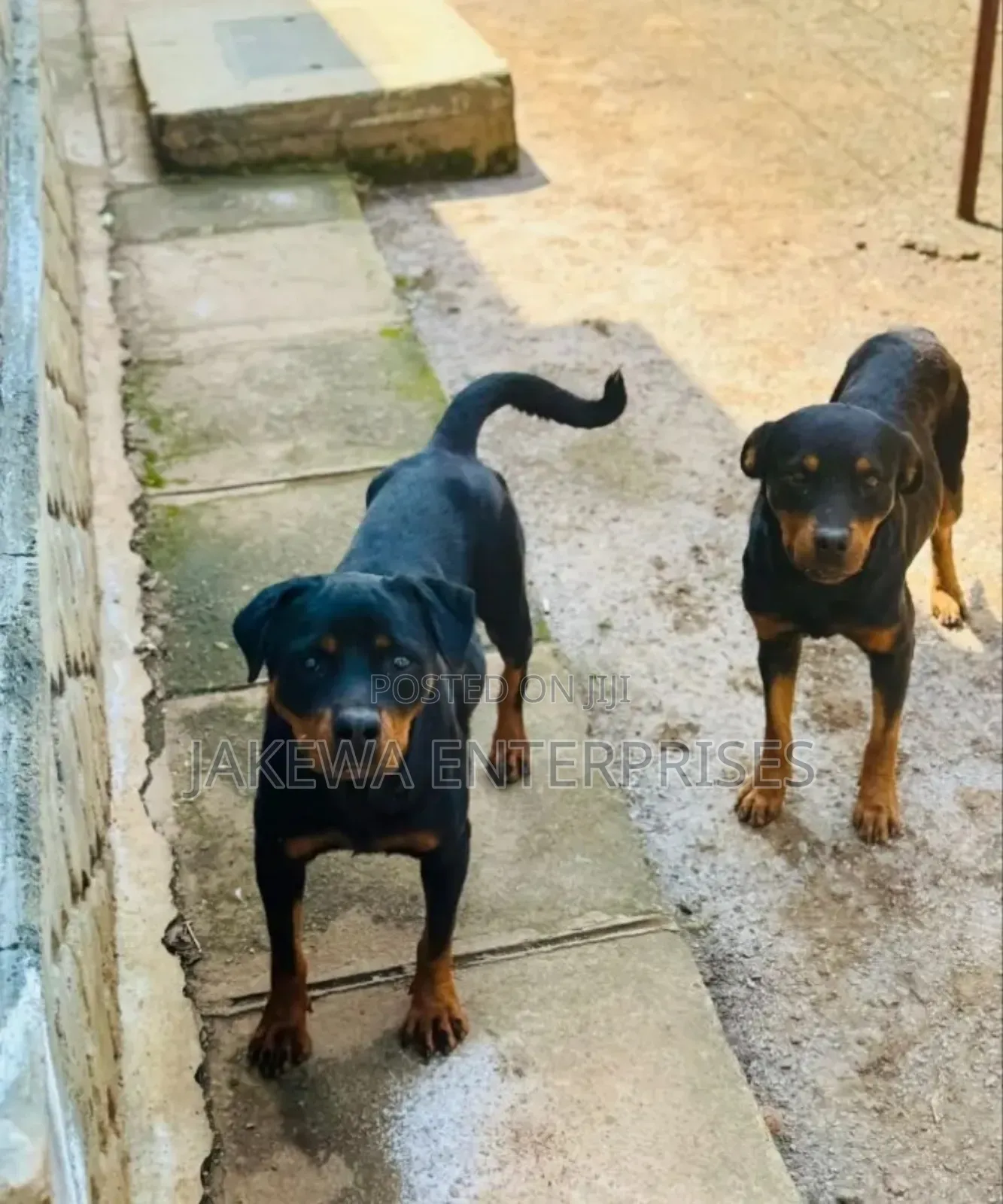 1+ year Female Purebred Rottweiler