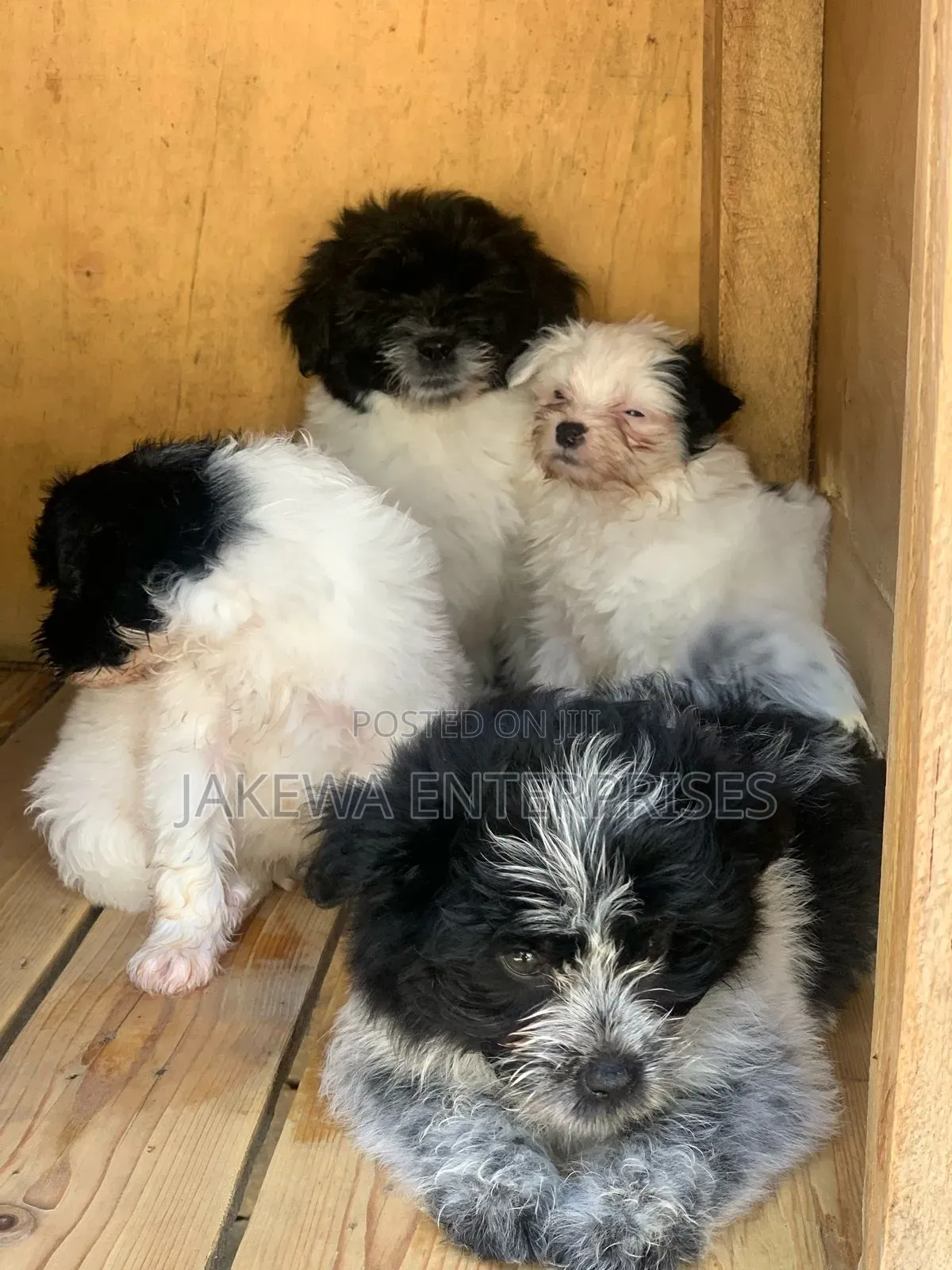 1-3 months Male Purebred Havanese