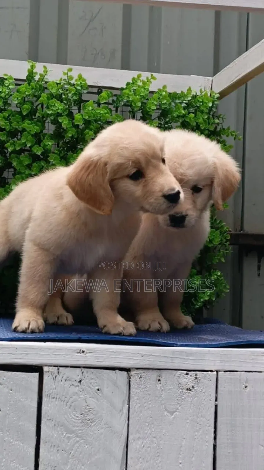 1-3 months Female Purebred Golden Retriever