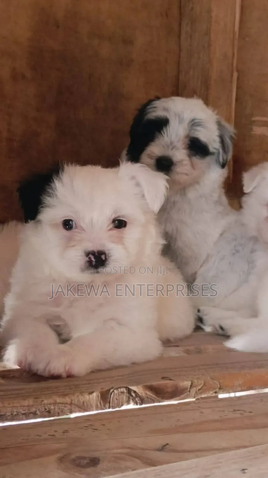 1-3 months Male Purebred Havanese