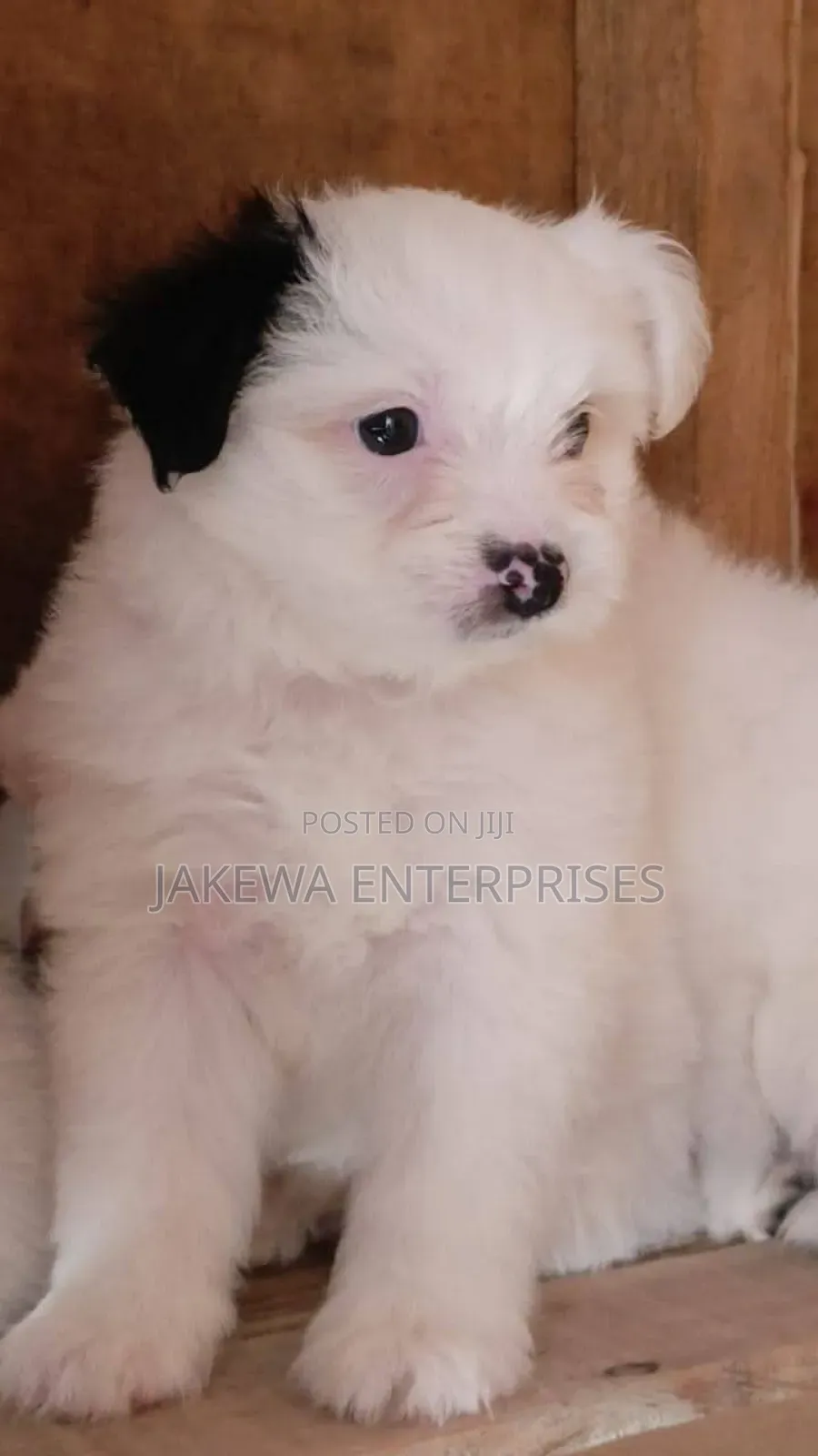 1-3 months Female Purebred Havanese
