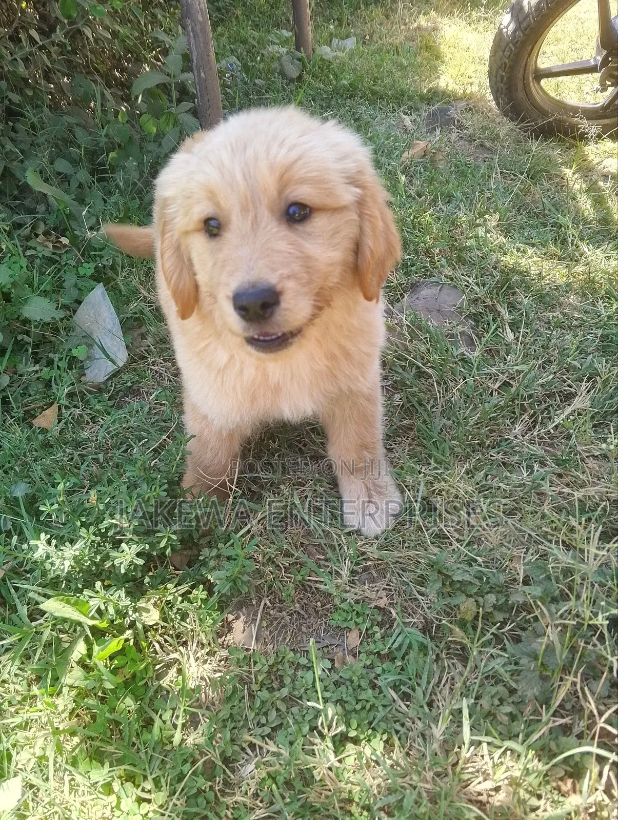 1-3 months Male Purebred Golden Retriever