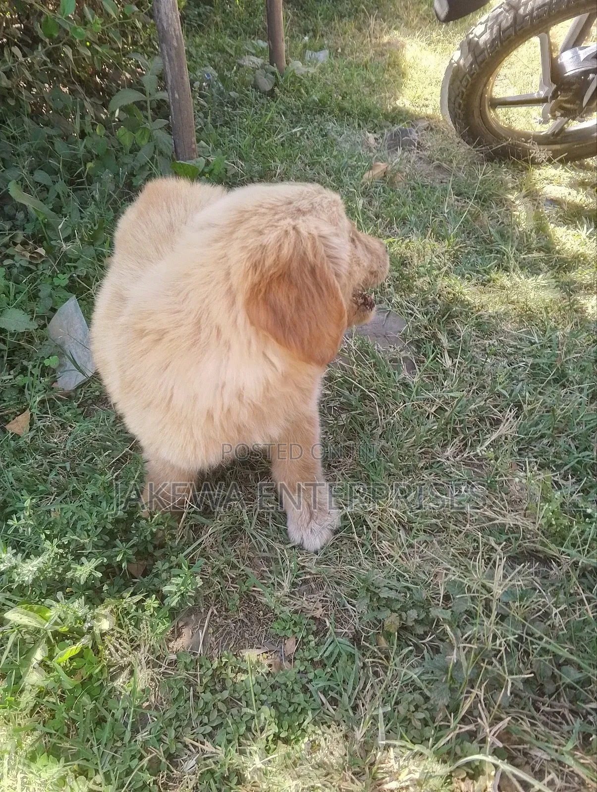 1-3 months Male Purebred Golden Retriever