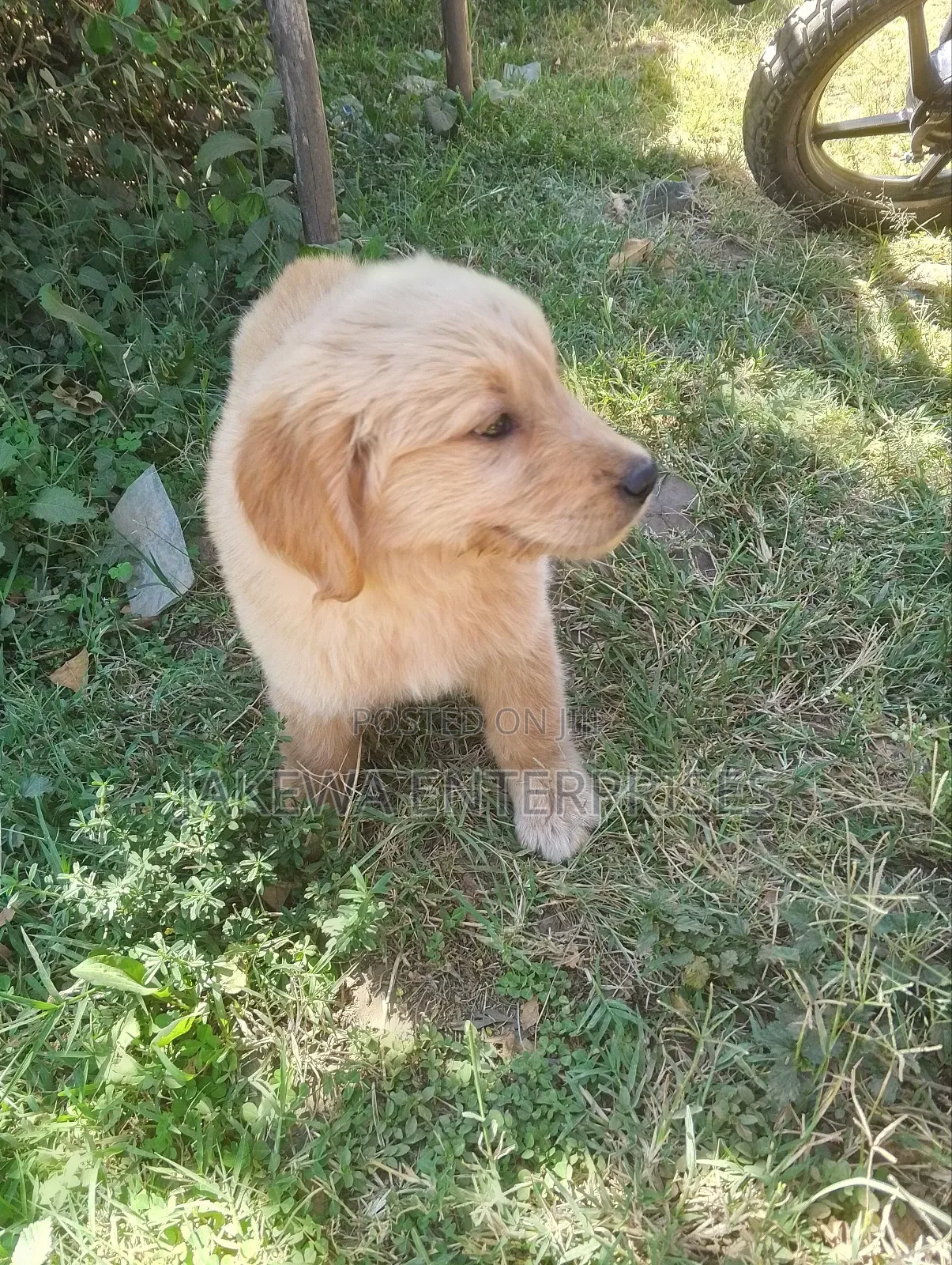 1-3 months Male Purebred Golden Retriever