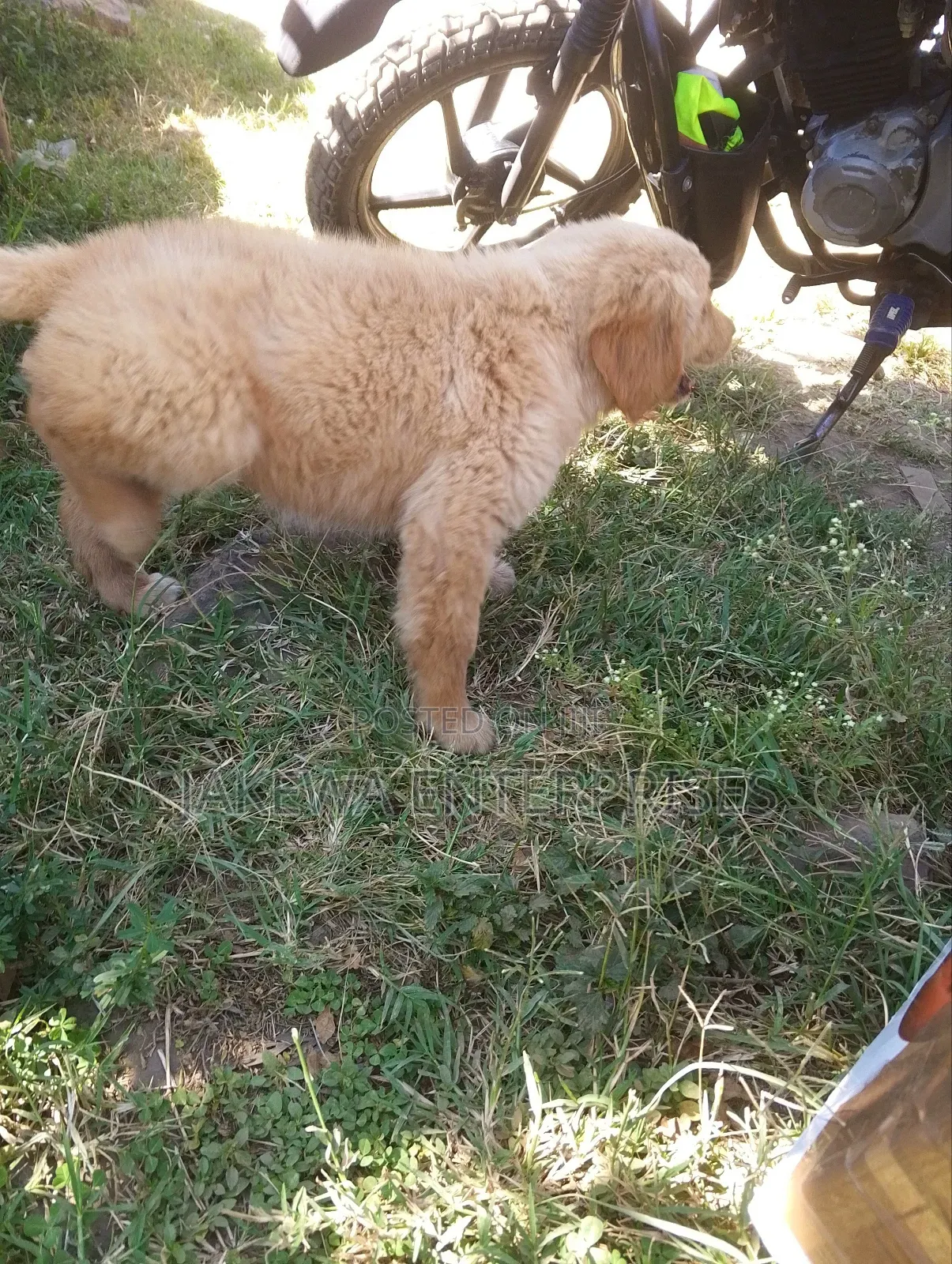 1-3 months Male Purebred Golden Retriever