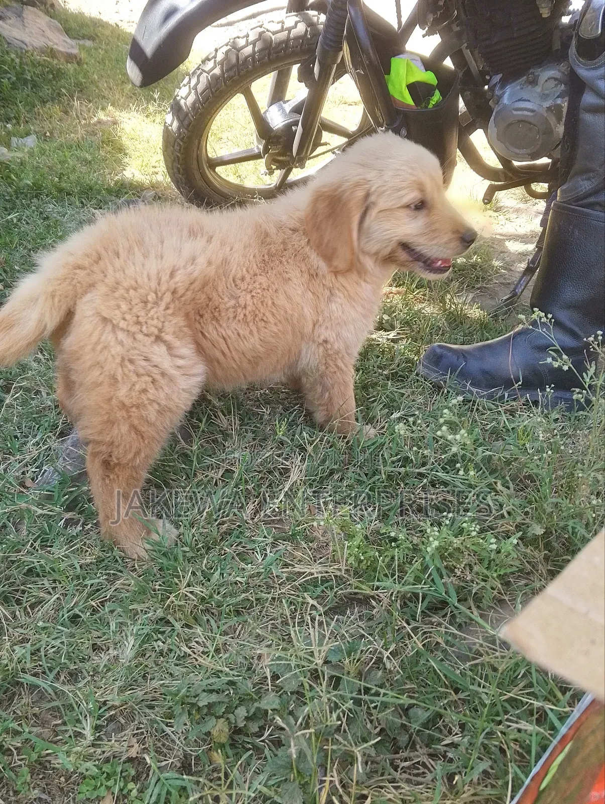 1-3 months Male Purebred Golden Retriever