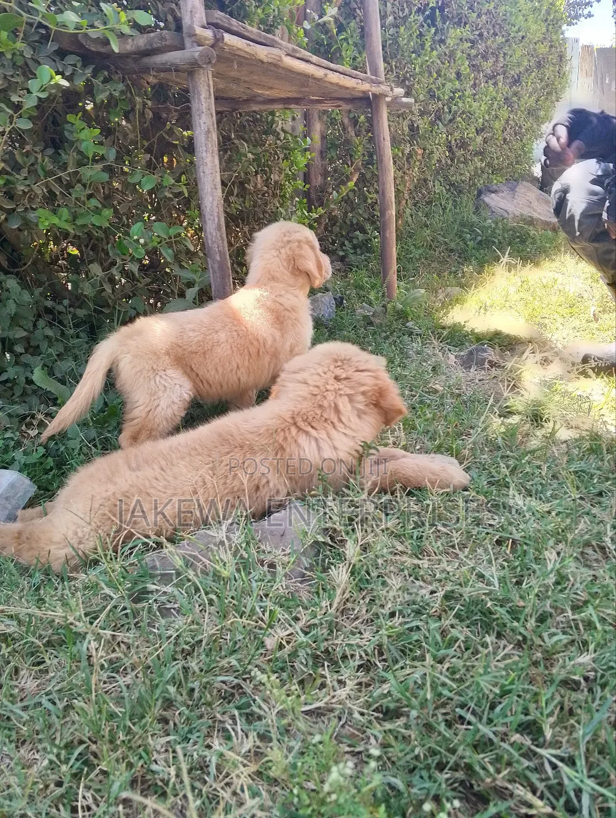 1-3 months Female Purebred Golden Retriever