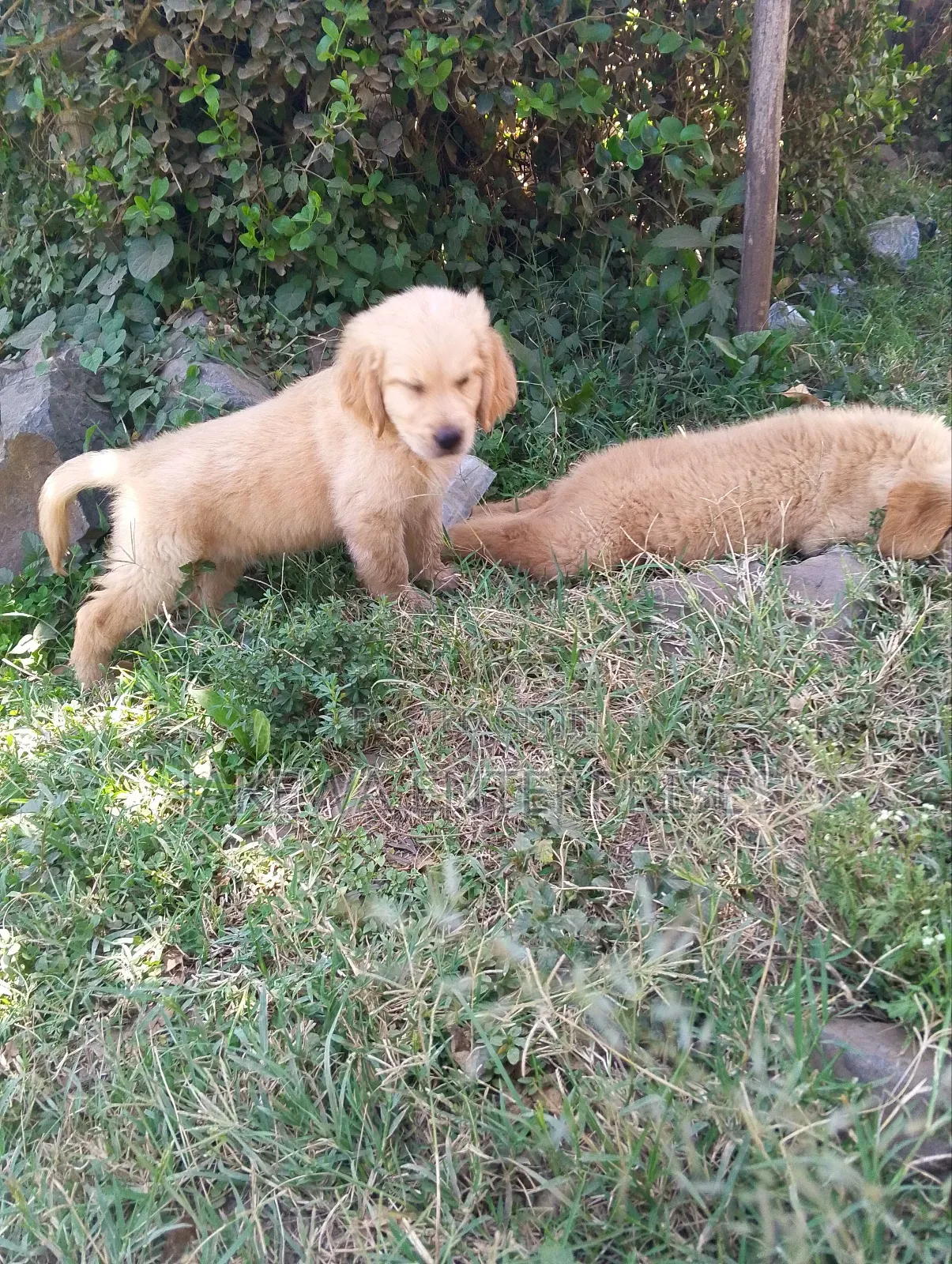 1-3 months Female Purebred Golden Retriever