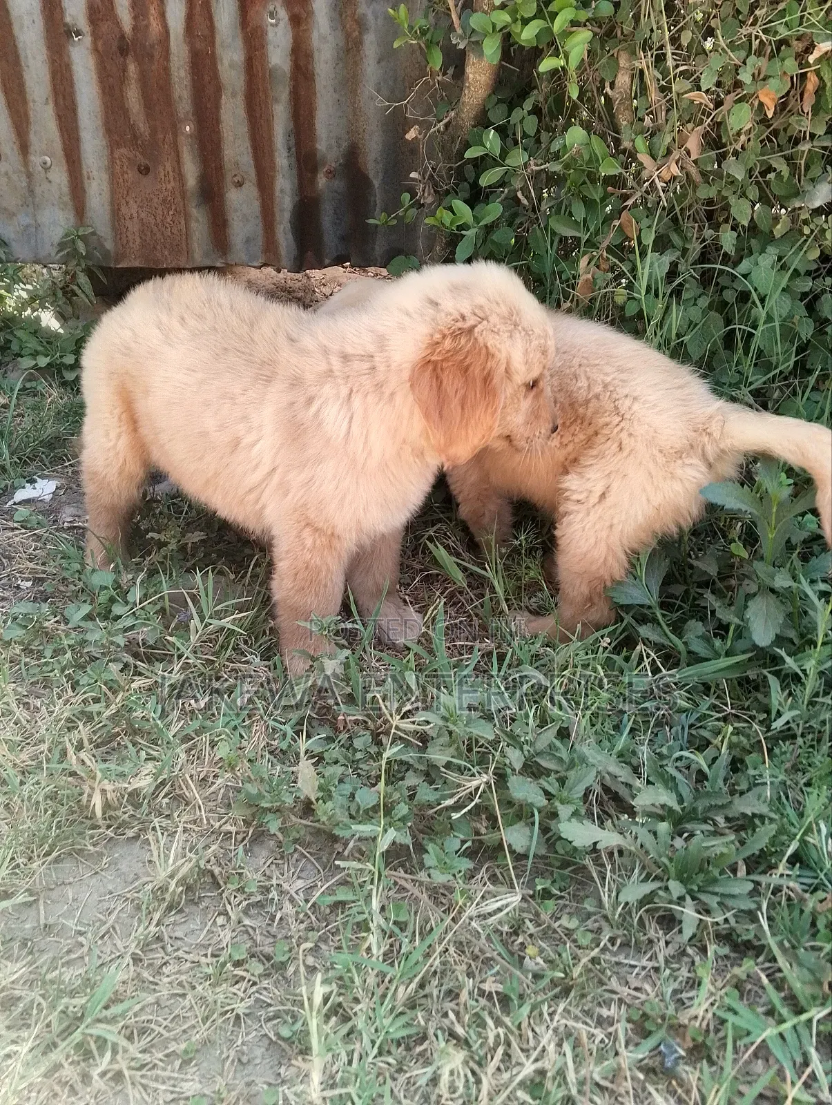 1-3 months Female Purebred Golden Retriever