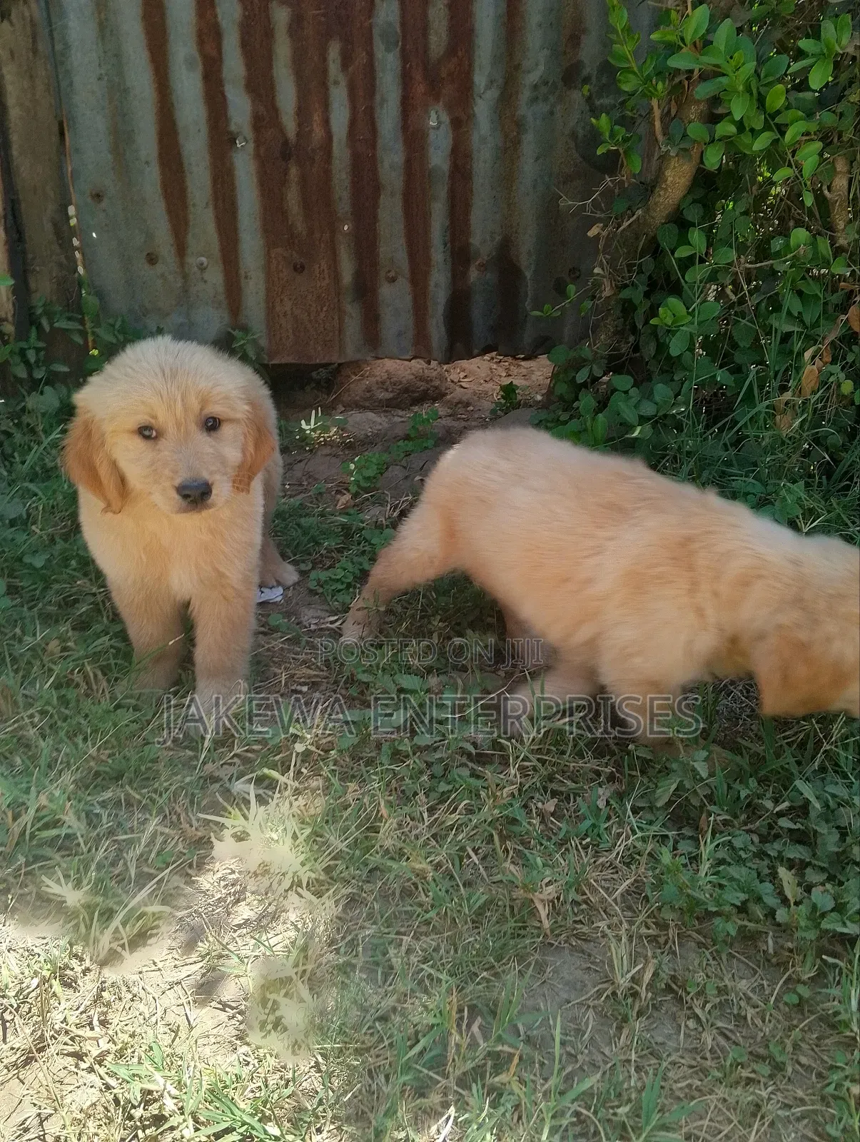 1-3 months Female Purebred Golden Retriever