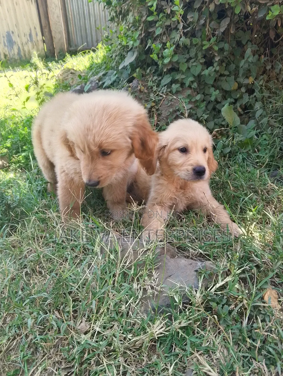 1-3 months Female Purebred Golden Retriever