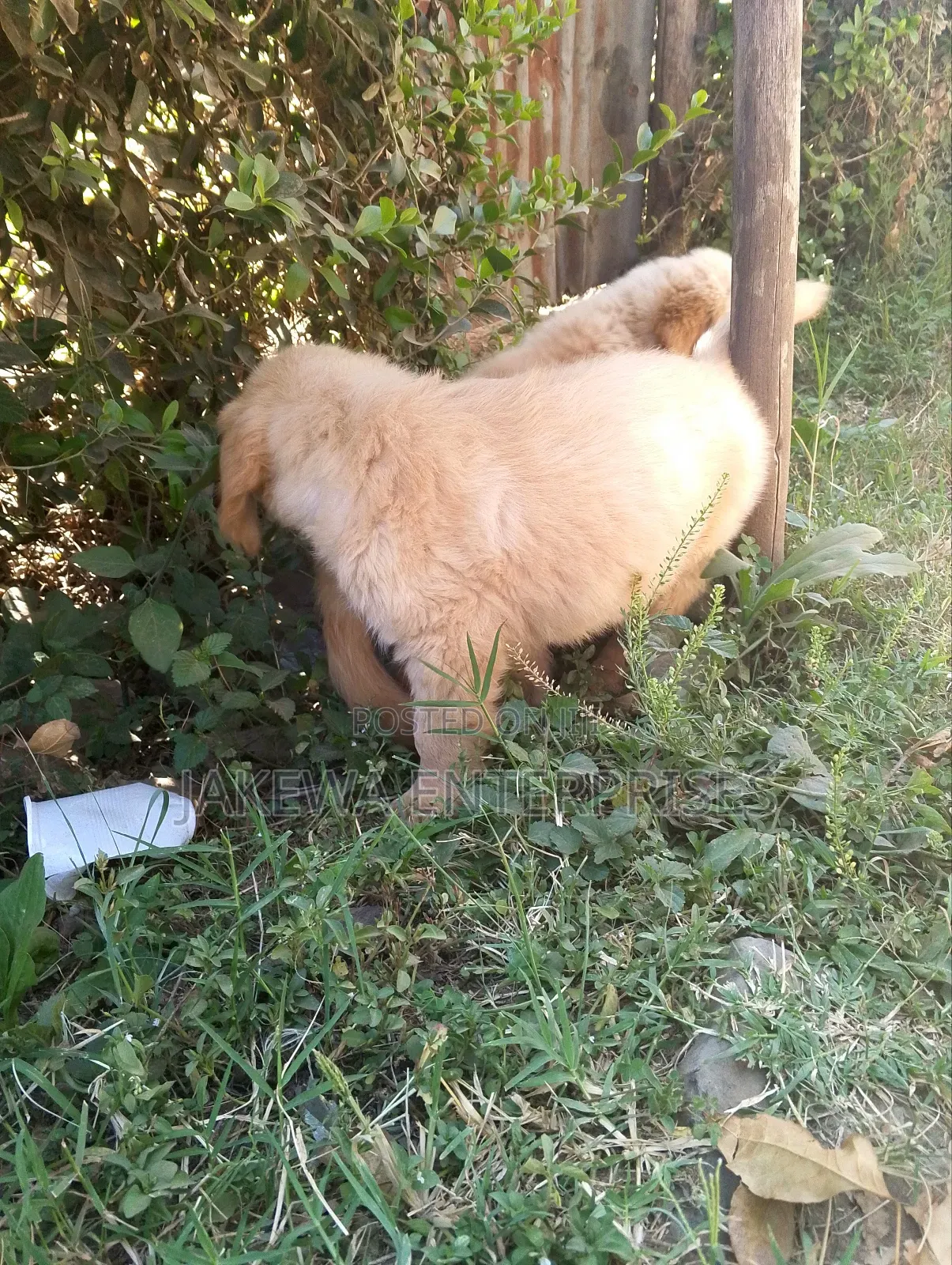 1-3 months Female Purebred Golden Retriever