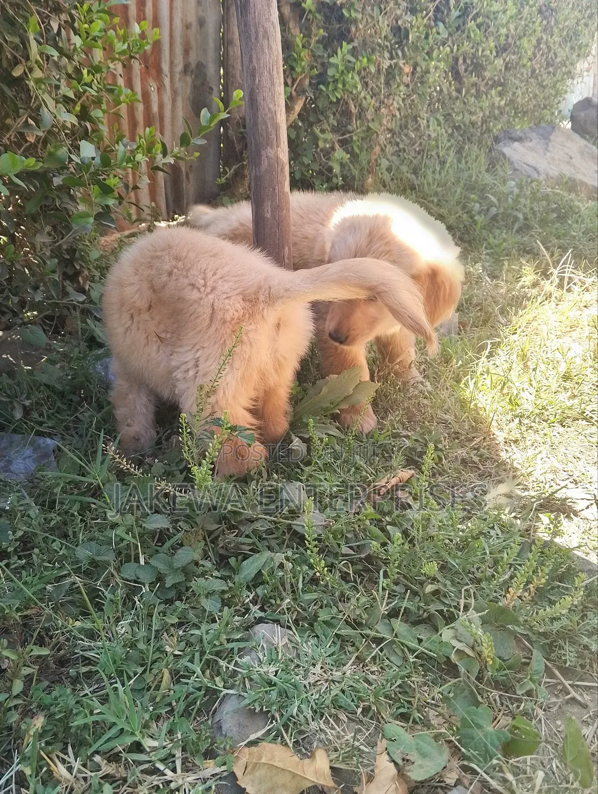 1-3 months Female Purebred Golden Retriever