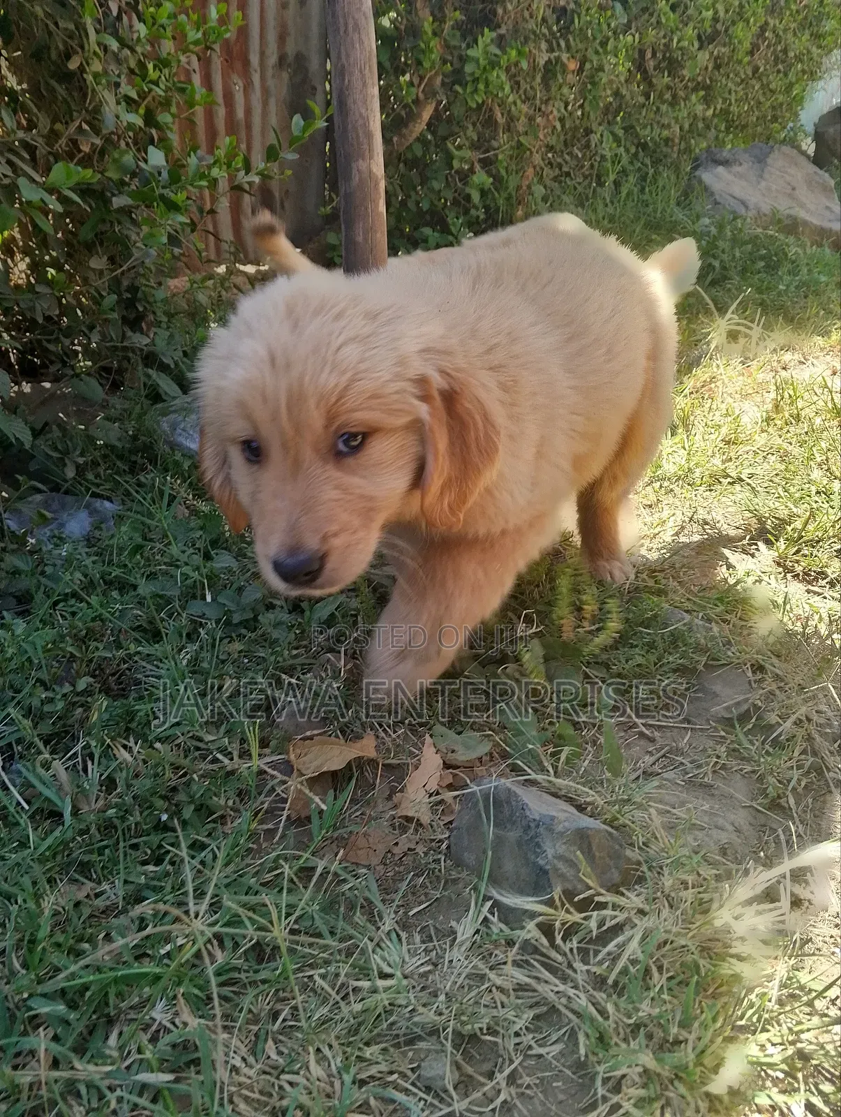 1-3 months Female Purebred Golden Retriever