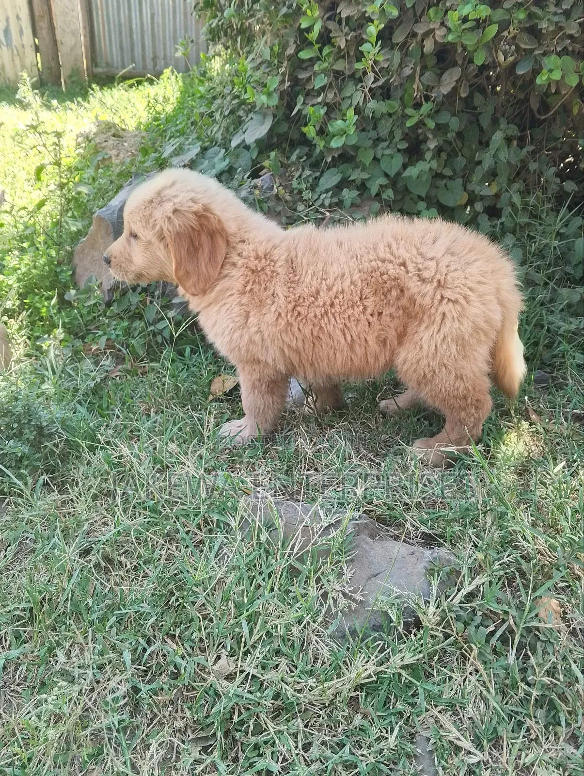 1-3 months Female Purebred Golden Retriever